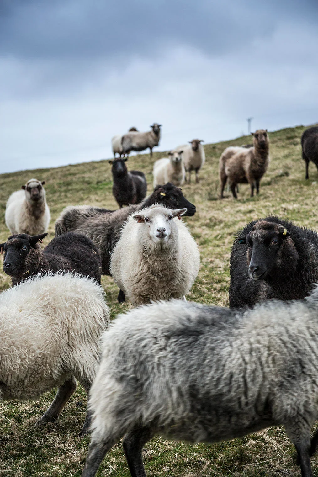 Shetland Oo by Kate Davies - Image 11